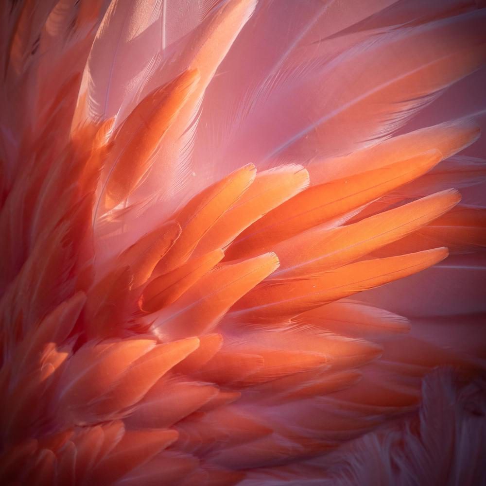 Zoo de Granby Mission Faune Flamant rose plumage Zoom