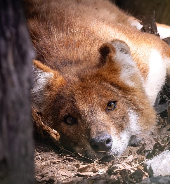 Dhole Map The Dholes, A Conservation Story | Zoo de Granby