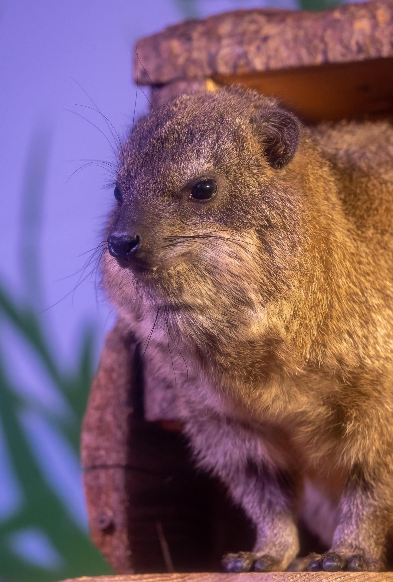 Zoo de Granby Daman des rochers 1