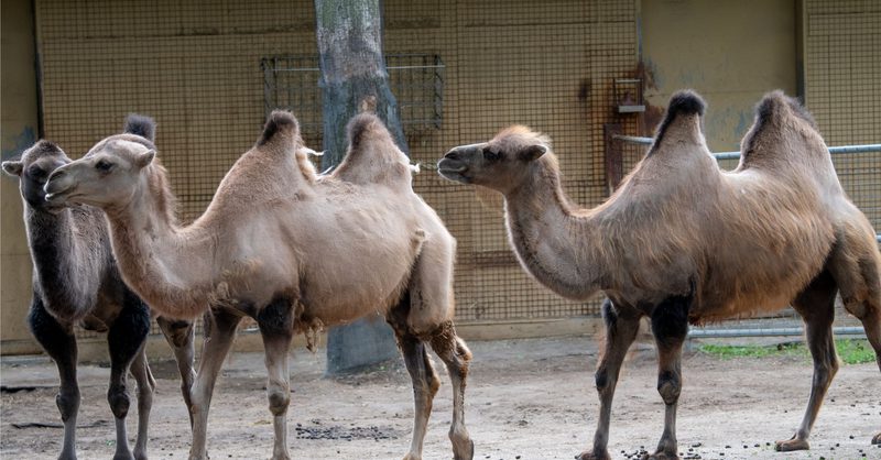 Bactrian camel | Zoo de Granby
