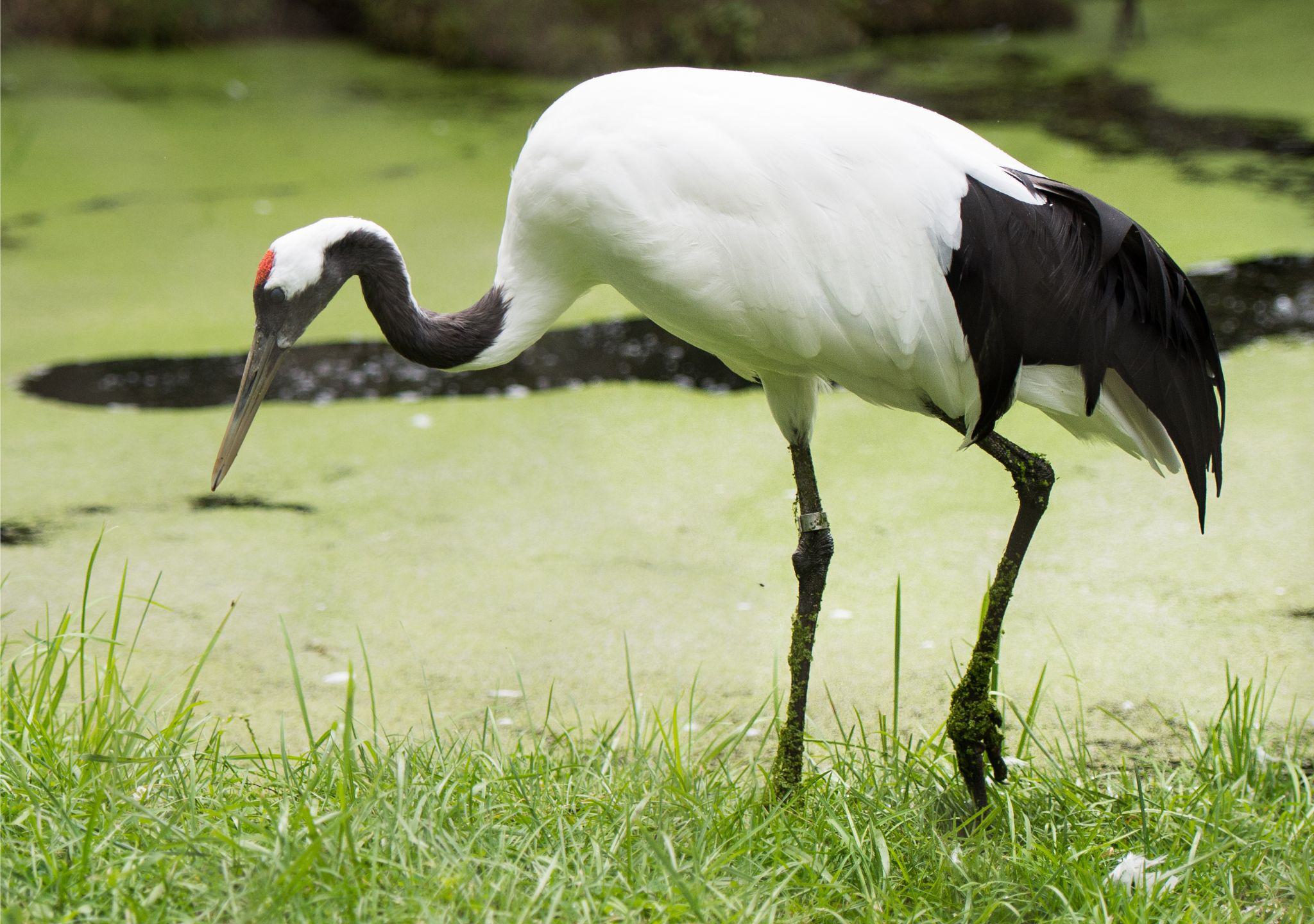 Red-Crowned Crane | Zoo de Granby