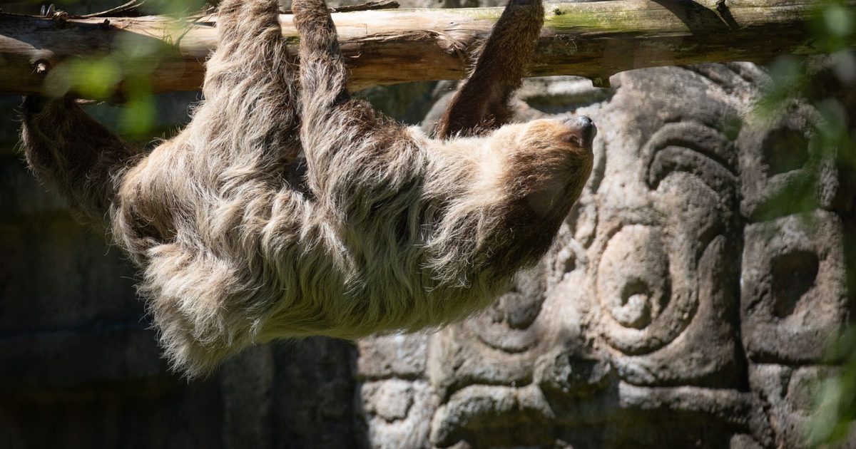 Two-toed sloth | Zoo de Granby
