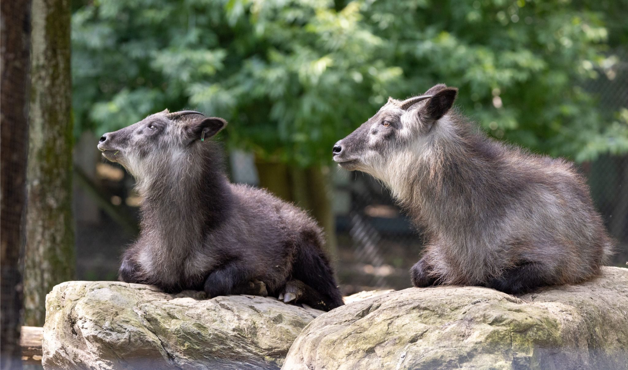 Japanese Serow Zoo De Granby japanese-serow-zoo-de-granby