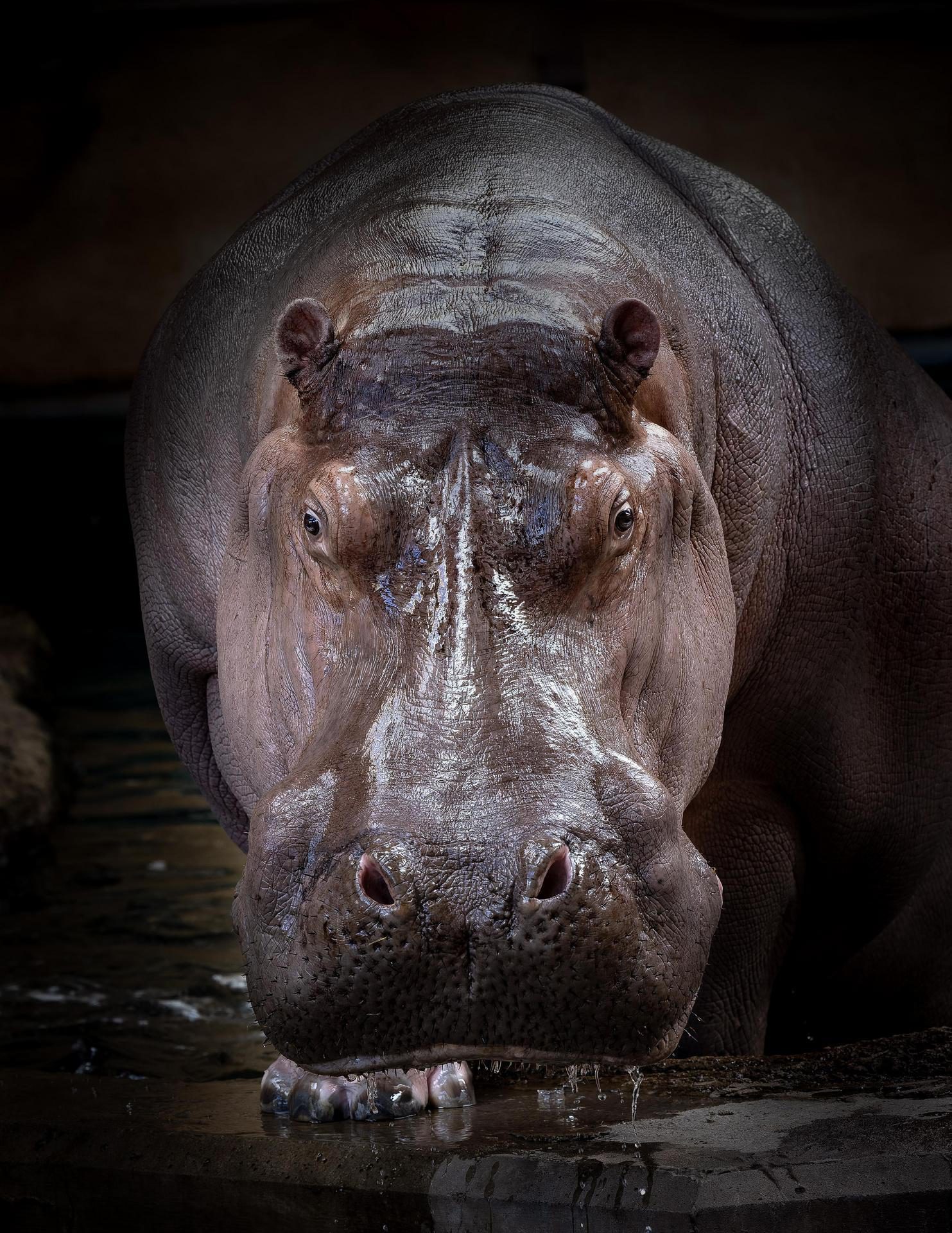 Zoo de Granby Hippopotame kiboko