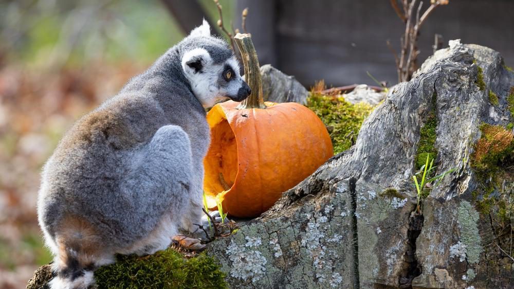 Zoo de Granby Lemur citrouille