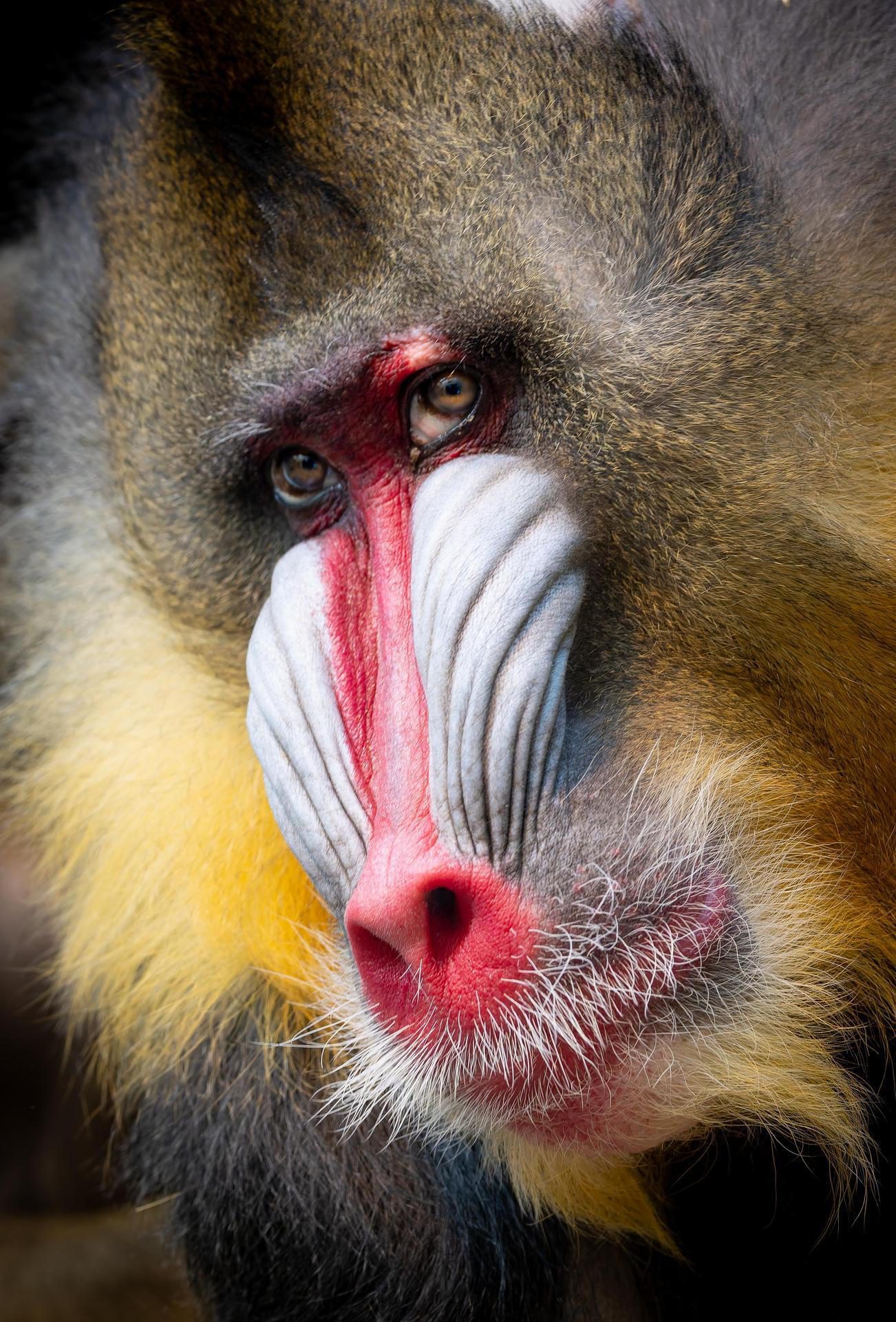 Zoo de Granby Mandrill tumbili