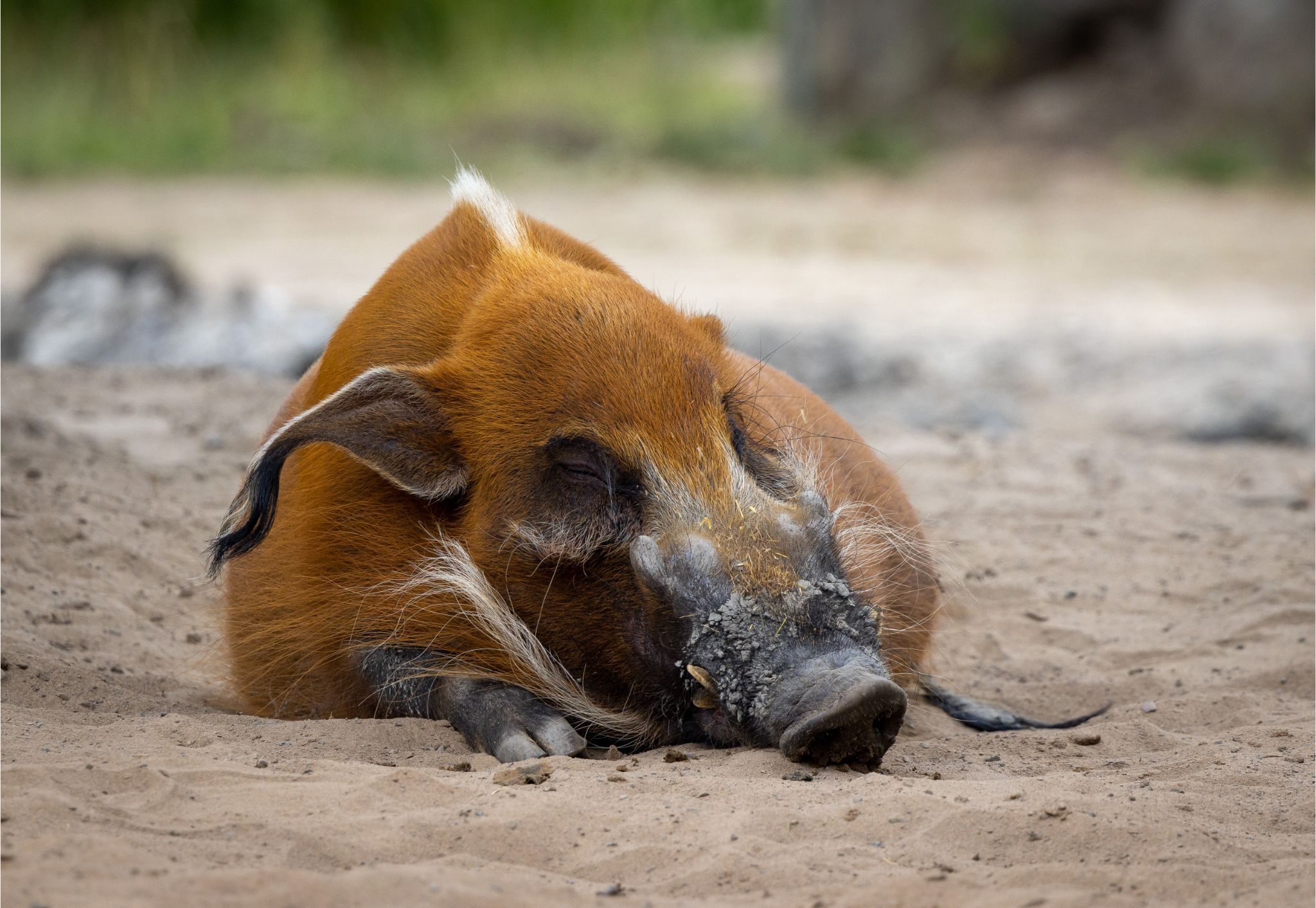 Il Raffole Potamochère roux | Zoo de Granby