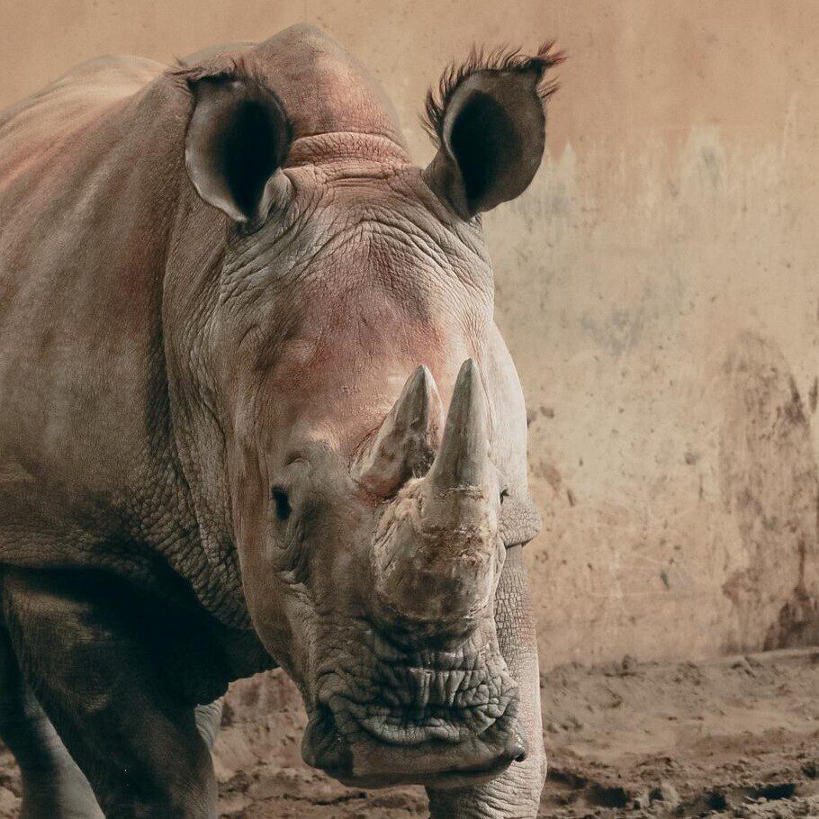 Zoo de Granby Rhinoceros blanc Alice 2
