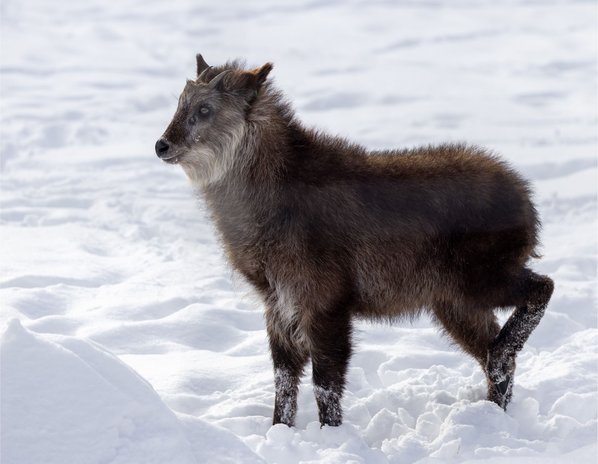 Japanese Serow Zoo De Granby japanese-serow-zoo-de-granby