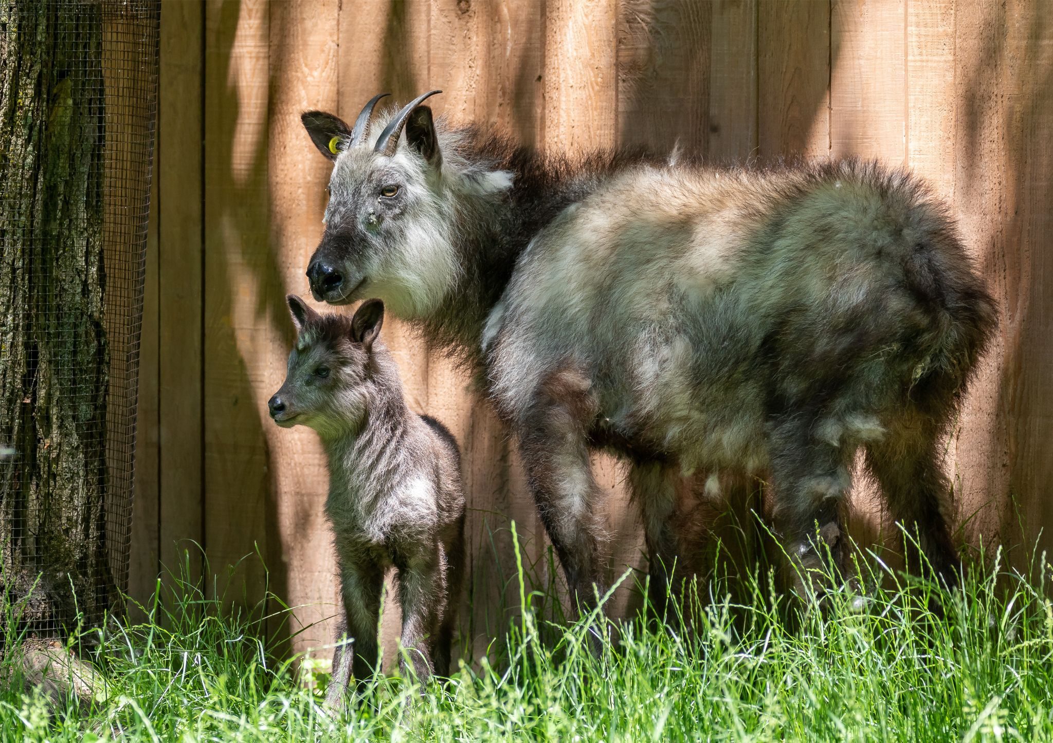 Japanese Serow Zoo De Granby japanese-serow-zoo-de-granby