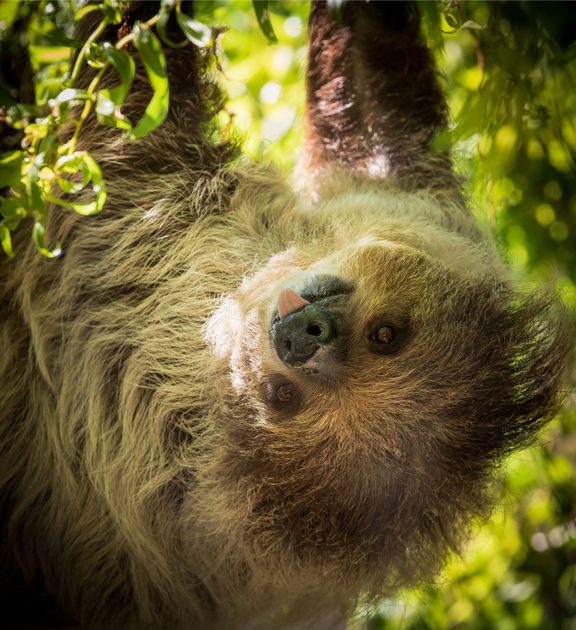 Reno-Animal Habitat | Zoo de Granby
