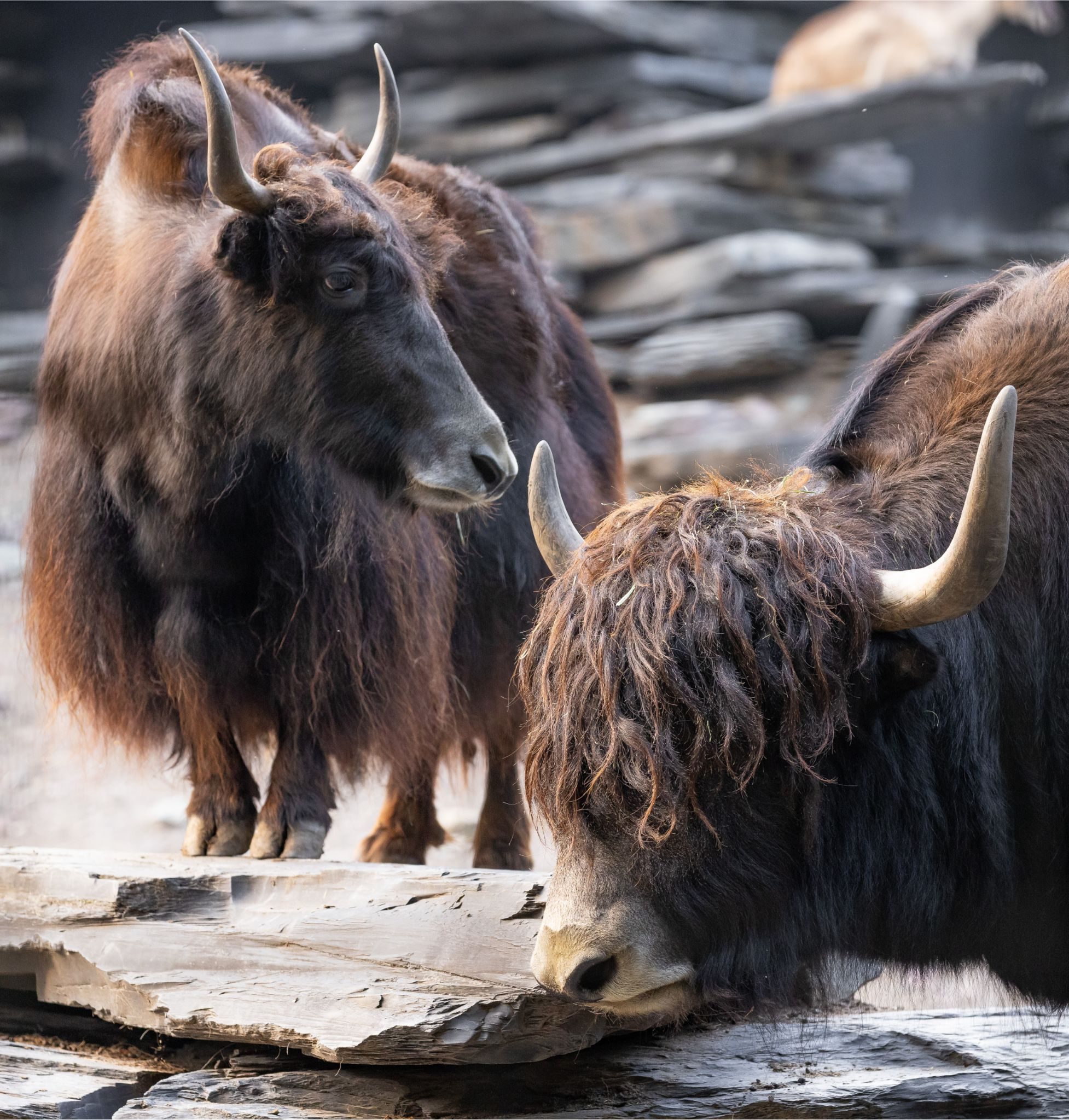 Yacks Cows Yack | Zoo de Granby
