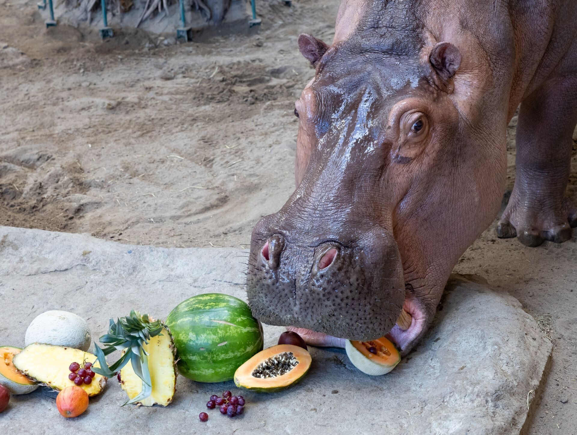 Zoo de Granby hippo nourriture cuisine