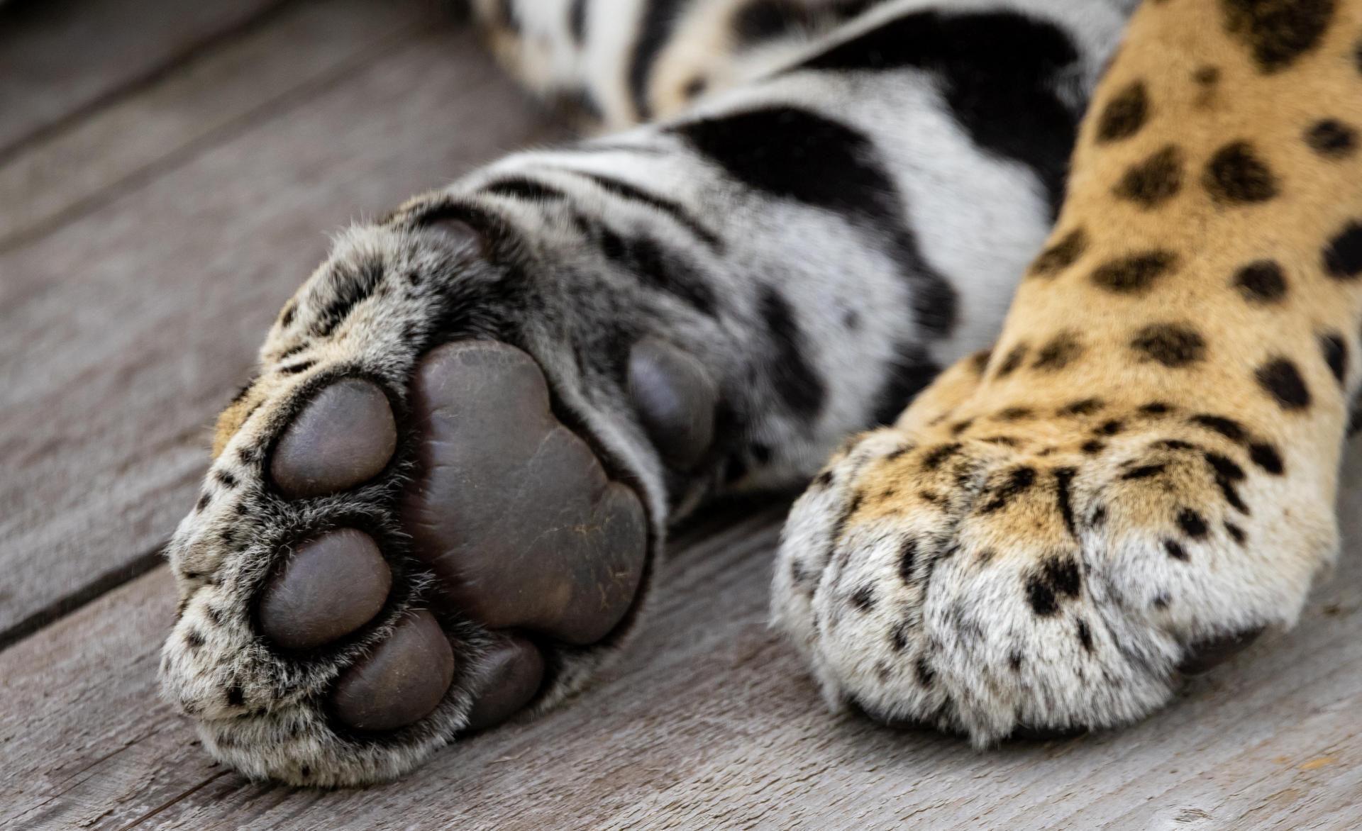 Zoo de Granby jaguar 2025 pattes