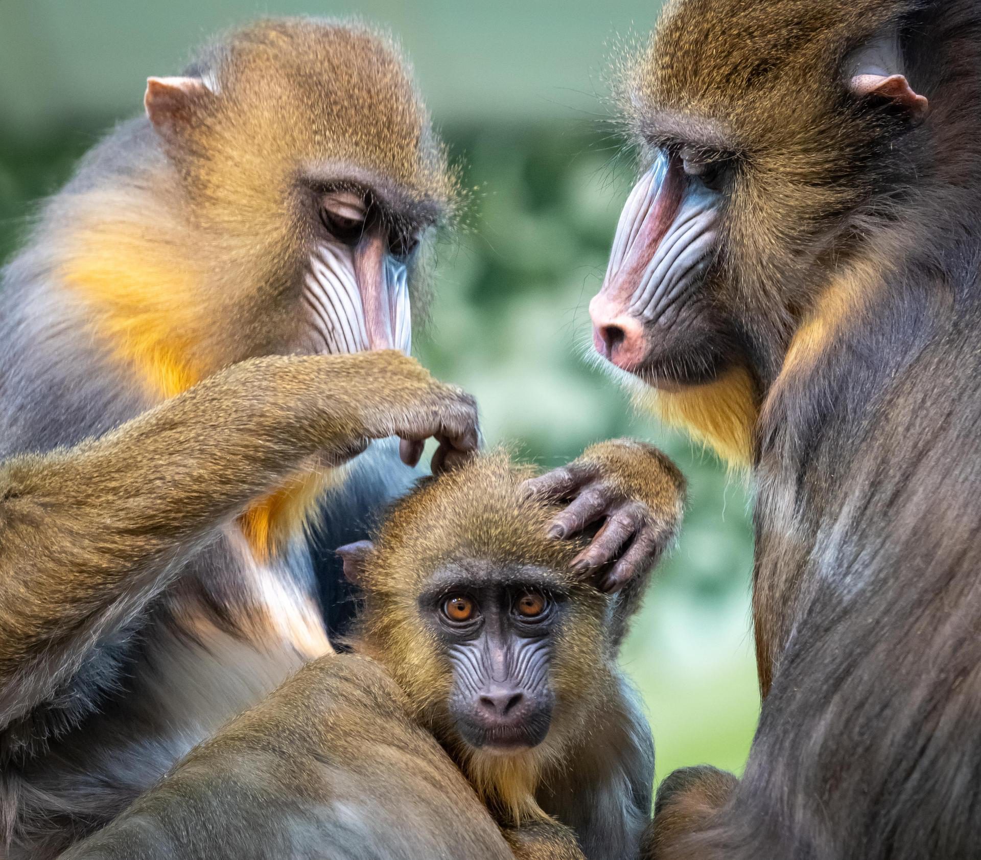 Zoo de Granby mandrill 2025 bebe