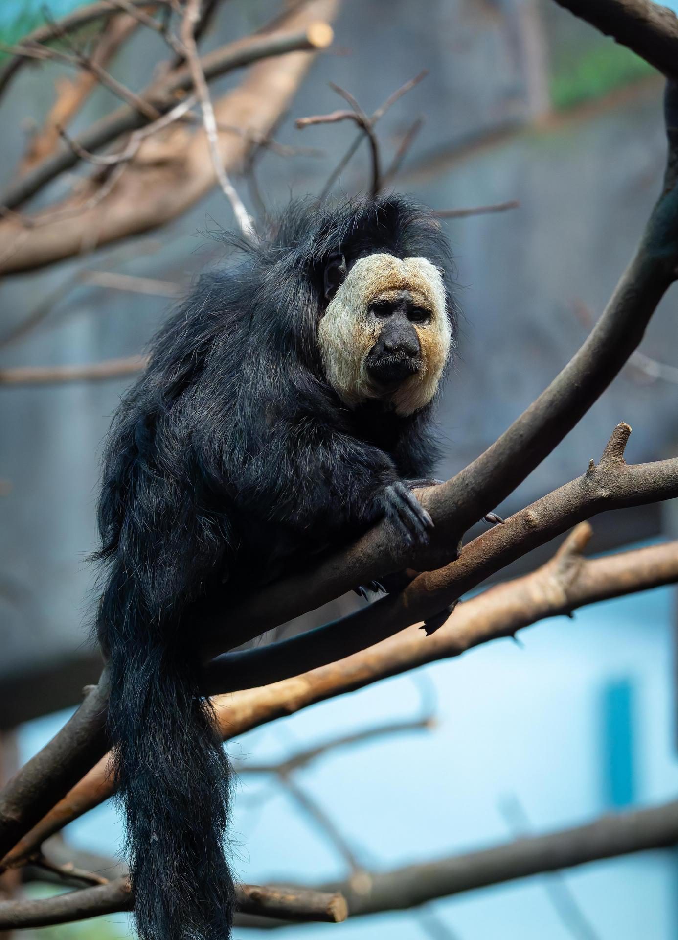 Zoo de Granby saki a face banche 1