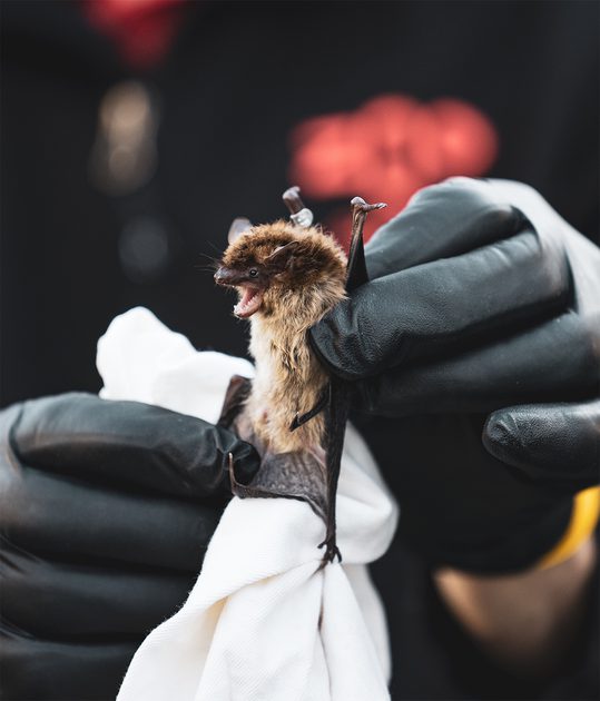 NID DE CHAUVE-SOURIS En Bois Abri Pour Maison Artisanale Extérieur NID DE CHAUVE-SOURIS En Bois Abri Pour Maison Artisanale Extérieur