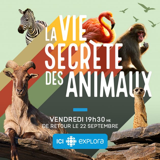 La vie secrète des animaux - Collection Proche La vie secrète des animaux - Collection Proche