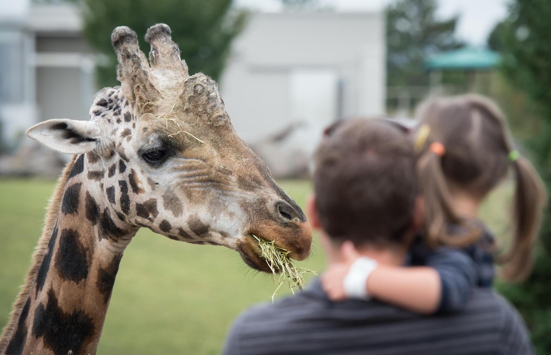 Zoo de Granby Girafe enfant visiteur
