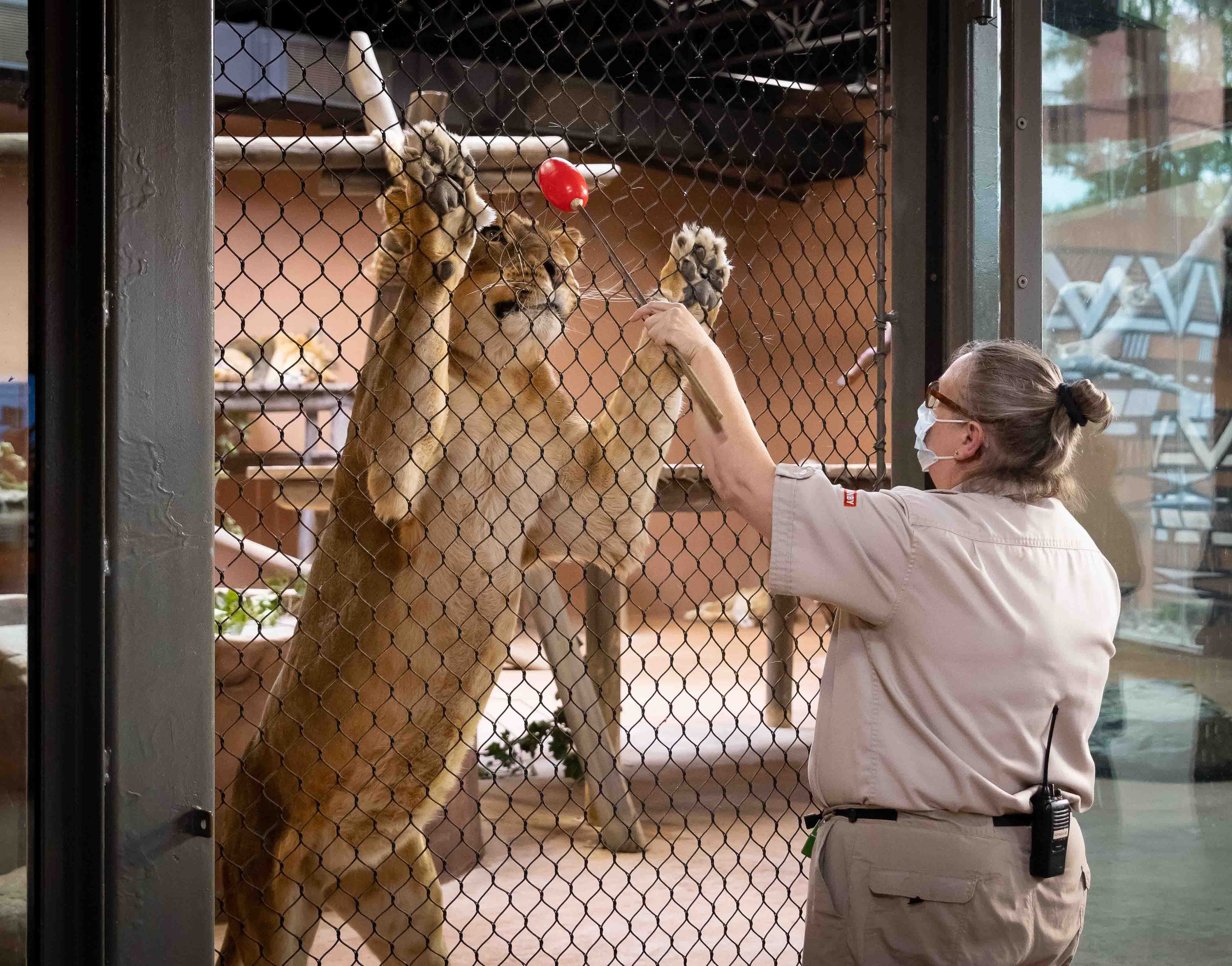 Zoo de Granby enrichissement lionne